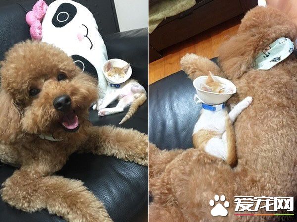 阿嬤的跟屁蟲 被截肢貓咪暖心陪伴老人
