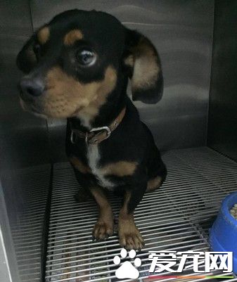 假借寄宿將狗棄置動物醫院 身障男留假資料失聯