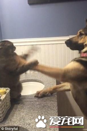 德國牧羊犬和一只貓對打了半天，狗是在搞笑而貓真生氣了