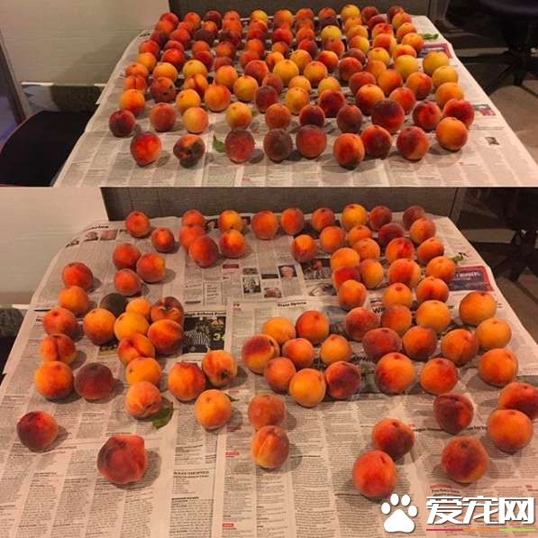 讓貓咪沒有抵抗力的 居然是具有神秘氣息的水蜜桃
