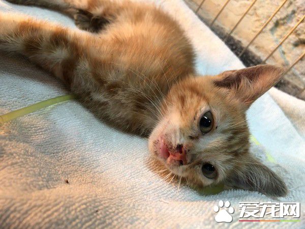 小橘貓全身濕被好心人搶救 一周加護恢復超萌模樣