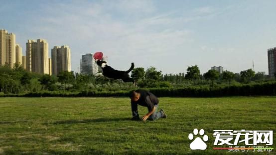 飛盤狗、偵查狗、金牌狗、撒嬌狗，一群有意思的狗！