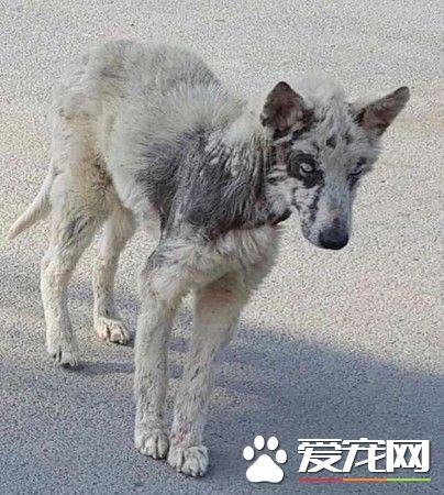 排上安樂死名單的哈士奇 被獲救后變身美麗天鵝