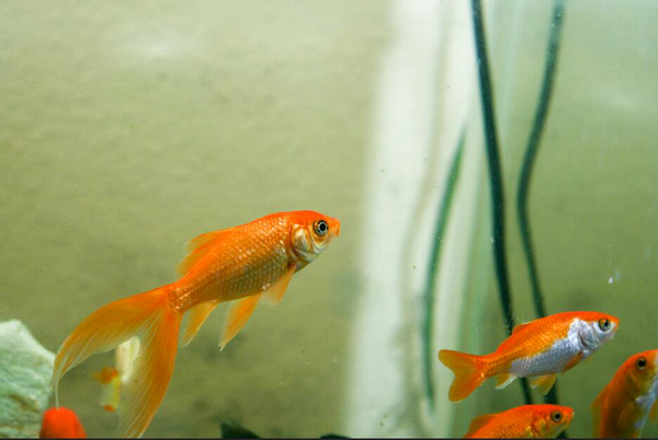 小魚缸怎么養金魚