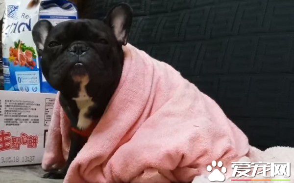 汪瞇眼睛且嘴巴嚼阿嚼 老成的模樣笑翻許多網友