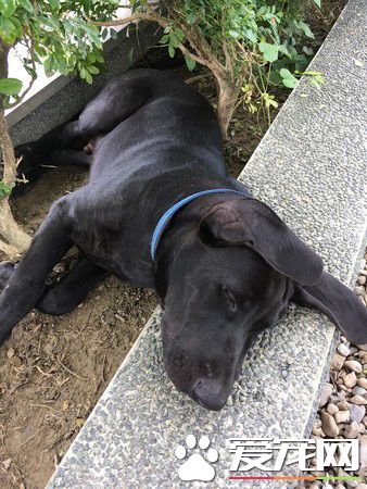 高山犬叼大魚上岸想幫自己加菜 可愛模樣笑翻網友