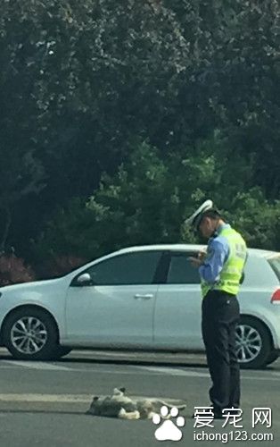 大連流浪狗百無聊賴"撩閑"交通警察 疑似被"抄牌"
