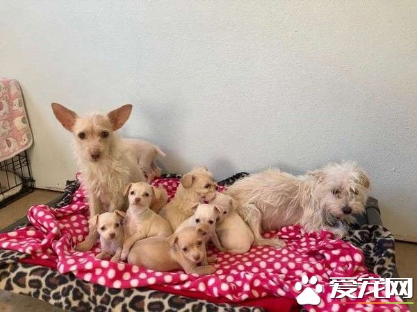 兩狗狗媽媽因緣際會 共同照顧九只無血緣寶寶