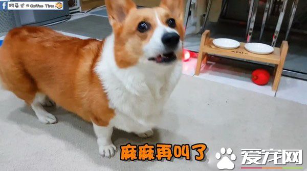爸爸說要洗澡柯基翻臉大吵 馬麻一出動秒答應