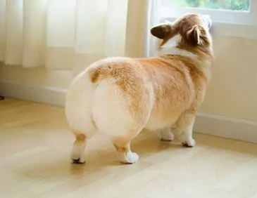 擁有大屁股的柯基犬