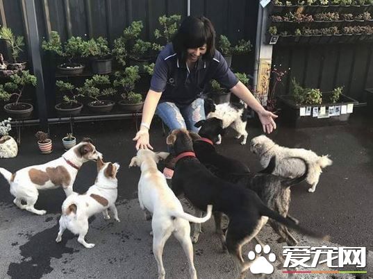 愛需要采取行動 希望大家能以領養代替購買