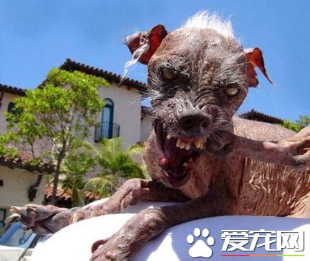 雜交駝背狗獲“最丑的狗”封號 主人獲豐厚獎金