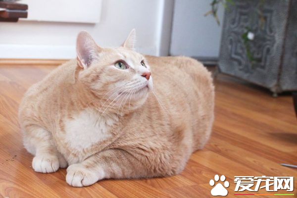 愛貓情侶想收養第三只貓 意外被一只橘喵吉拉吸引