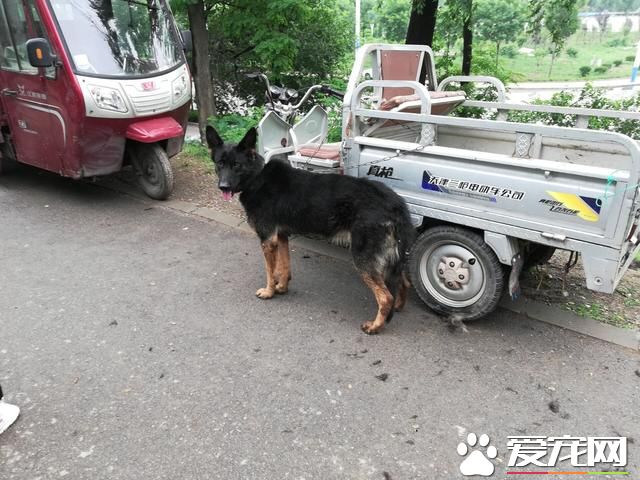 德州寵物大集場走一圈，誰能告訴最后圖片中狗是什么品種？
