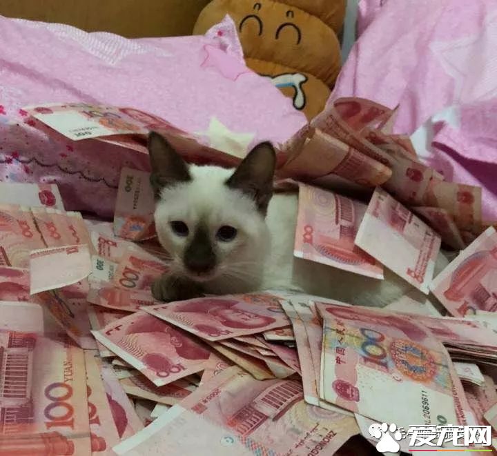 成都貓咪偷吃辣椒被辣哭?這些喵界大佬一個比一個牛!