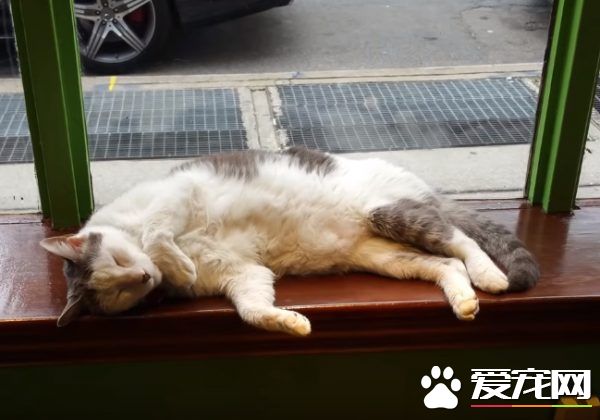 超專業的房仲貓咪 不僅接待客人還會陪簽約