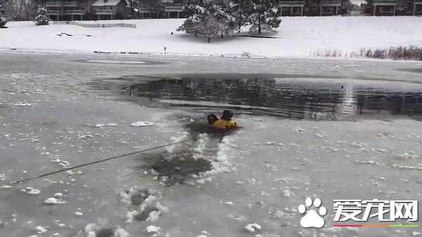 好動狗狗湖面玩耍墜湖 幸遇消防員帥氣搶救