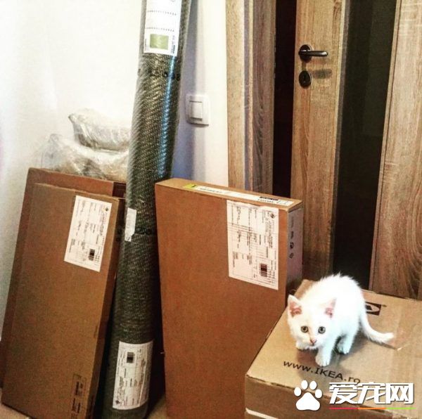 狗狗想找伴 遇見命中注定的好朋友