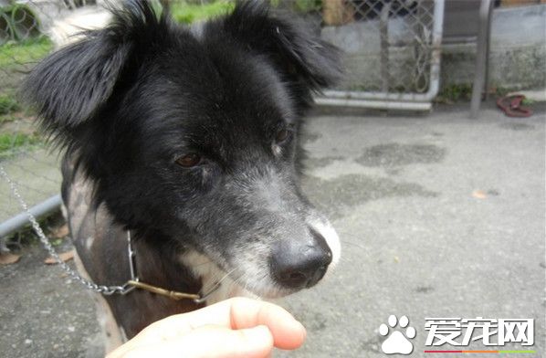 米克斯愛咬人遭棄養 原來是管教過嚴讓它壓力大