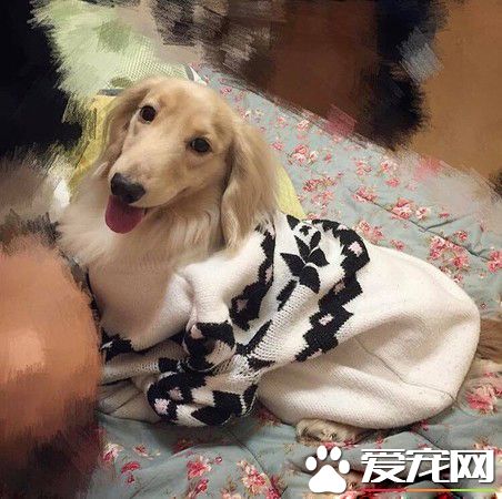 根本就是貓魂上身 汪星人睡覺前踏踏幫被按摩
