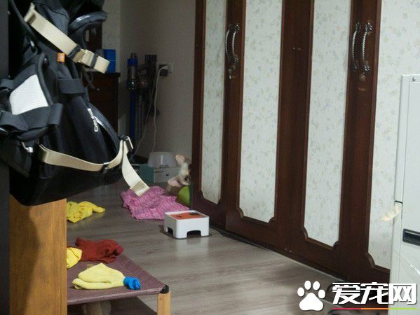 氣到發抖！超萌法斗以為媽媽被欺負