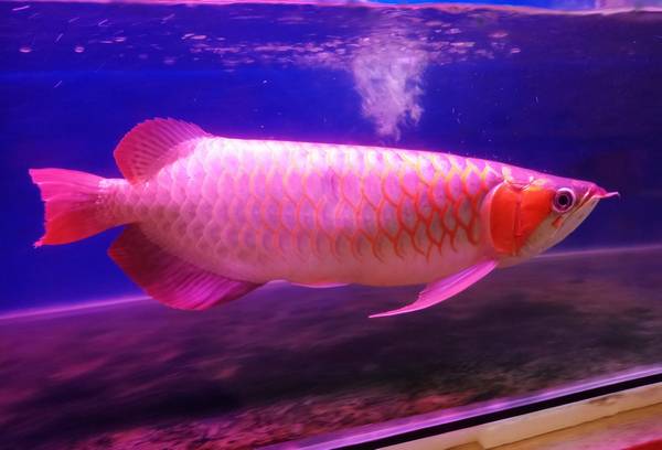 養龍魚的水有什么要求