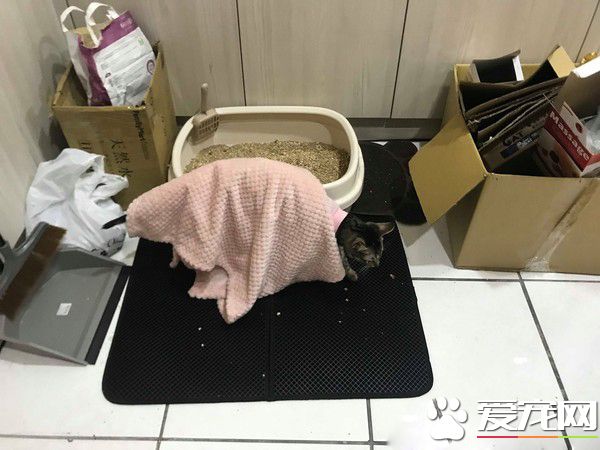 虎斑貓偷穿亮眼粉紅色洋裝 馬麻傻眼：這是要去哪