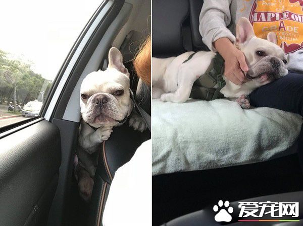 法斗硬塞搶副駕王位不成 含淚爬著望情敵