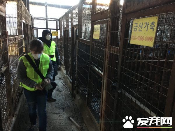 南韓政府宣布關閉狗肉屠宰場！具有歷史意義時刻