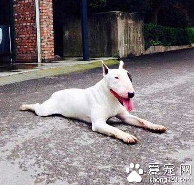 牛頭梗丟失  女士決定懸賞5千元找愛犬