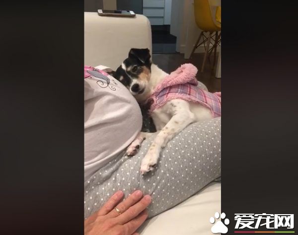 狗狗超愛未出世的小主人 用頭狂蹭馬麻肚皮