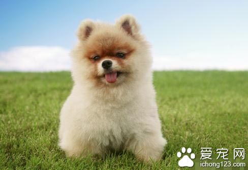 博美犬生活訓練四指南 讓它們養成良好的生活習慣