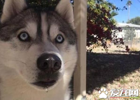 哈士奇拆家讓主人頭疼，想出這個辦法后，效果簡直好得出奇！