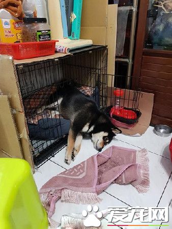 汪拆家迎接主人 超熱情的樣子讓人無奈
