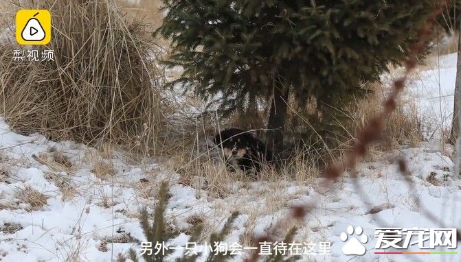 小黃狗不慎被車輛撞死 黑狗同伴陪伴久久不肯離去