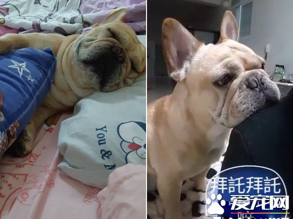 法斗太累走到一半竟斷電 楚楚可憐地卡房間門口