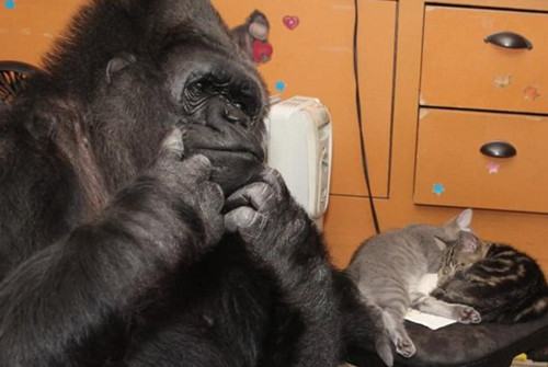 痛失愛子猩猩喜獲繼子 小<a href=/zhonglei/mao/ target=_blank class=infotextkey>貓</a>咪成為它的新孩子