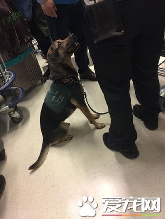 坐價20萬差點嚇哭旅客! 漢堡紙袋被檢疫犬聞出