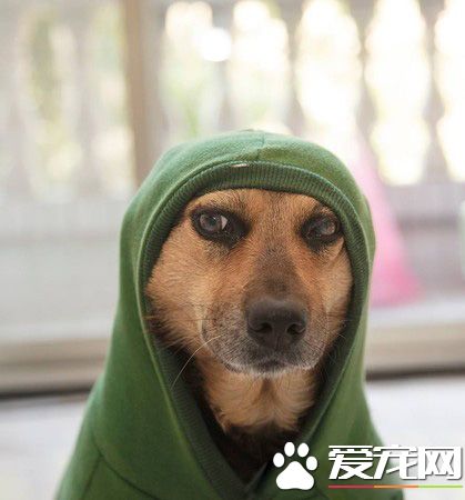 被鄰居嗆：養狗干嘛？ 至少狗狗永遠不會背叛你