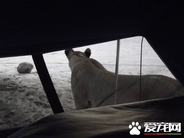 公園露營發生超驚奇體驗 獅子舔帳篷上水珠解渴