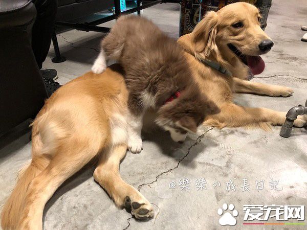 是誰欺負我妹妹！哈士奇遭欺負姐姐來替妹妹報仇