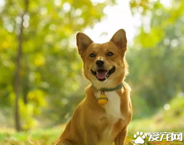為什么農村土狗從來不得病，城市寵物狗卻總愛病懨懨？