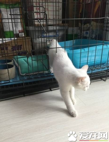想關注本喵？小白貓為大家示范逃獄的最高境界