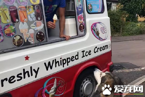 超愛冰淇淋的狗狗每天等冰淇淋車 可愛模樣萌翻網友