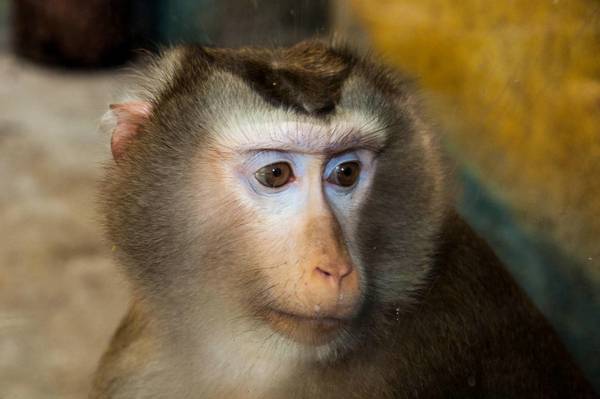 動物園的豚尾猴