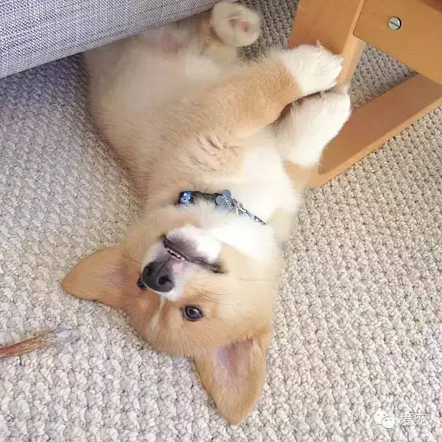 愛笑的小短腿兒，還會眨眼放電！ 