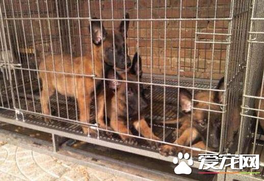 墨爾本一養狗場遭突查 上百只小狗被解救