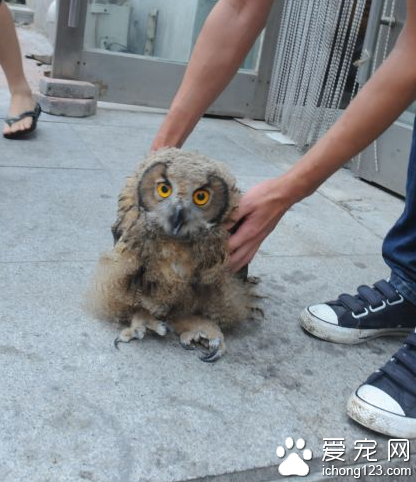 撿只“肉球”當寵物 經鑒定是國家二級保護動物“雕梟”