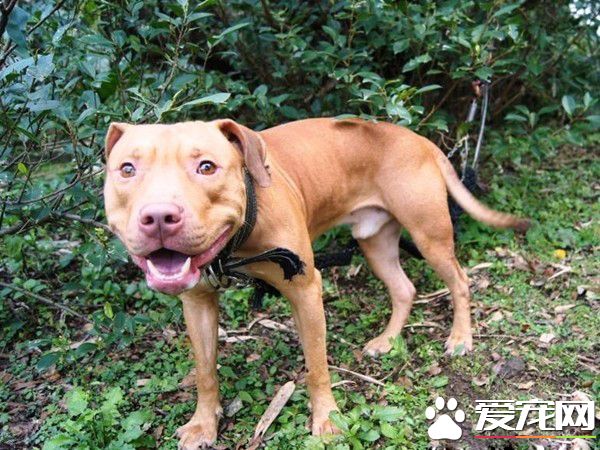 基隆比特犬安置收容所 動保員接觸發現非常親人