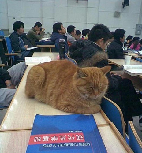 北大學貓與學子一起上哲學課 真是一只有文化的貓
